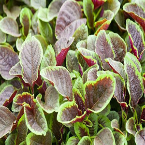 Seeds of red amaranthus tricolor