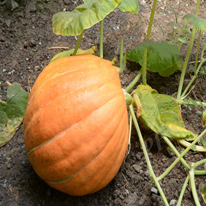 Golden Pumpkin Seeds