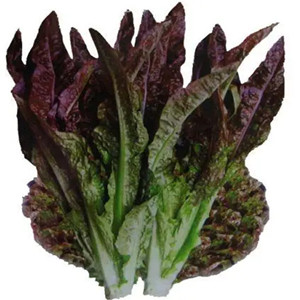 Seeds of red Indian lettuce