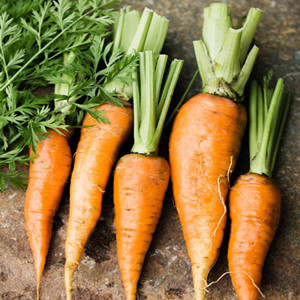  Carrot Seeds