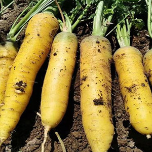 Yellow Carrot Seeds