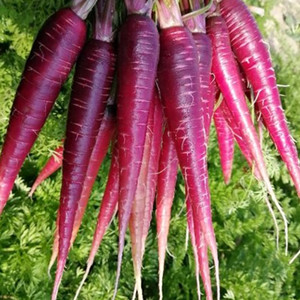  Purple Carrot Seeds