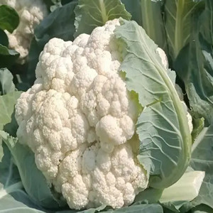 Cauliflower Seeds