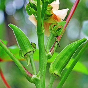 Okra Seeds