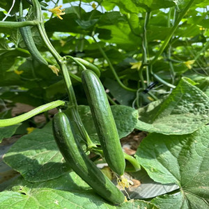 Mixed Cucumber Seeds 
