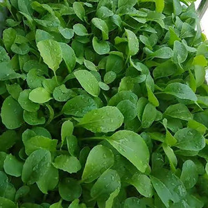 Seeds of Chinese little greens