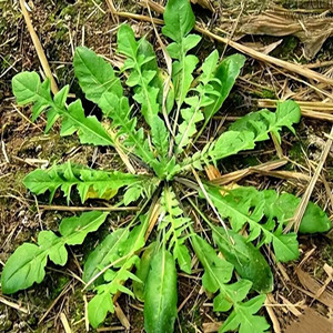 Seeds of shepherd's purse