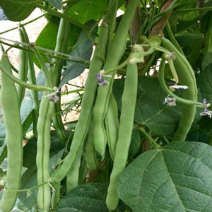 Cowpea Seeds
