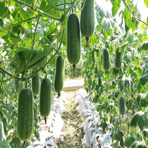 Hairy Gourd Seeds