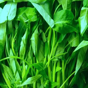 Water Spinach Seeds