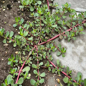 Purslane Seeds