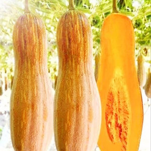 Seeds of Long Pumpkin