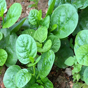 Malabar spinach seeds