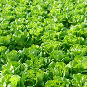 Seeds of butterhead lettuce