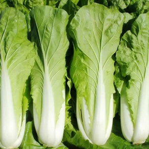 Butterhead Pakchoi Seeds
