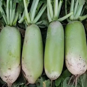 Green Radish Seeds
