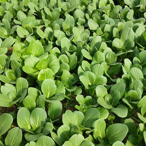 Bok Choy Seeds