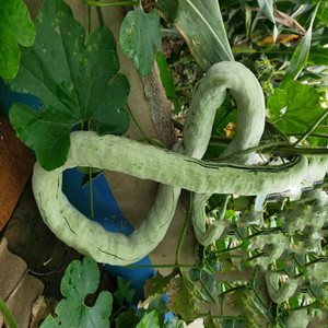 Snake Bean Seeds