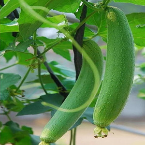Towel Gourd Seeds