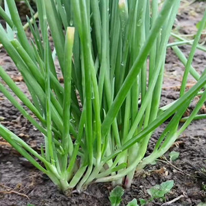 Chive Seeds
