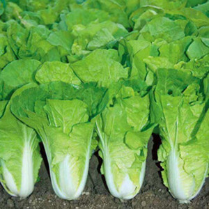 Seeds of Fast Growing Vegetable