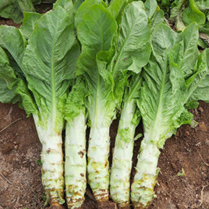 Seeds of Asparagus Lettuce