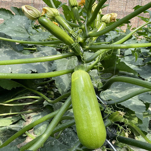 Zucchini Seeds