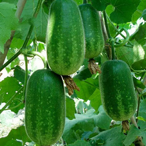 Seeds of Small Wax Gourd