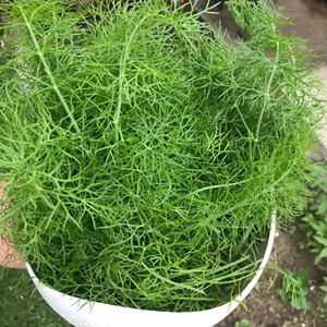 Fennel Seeds
