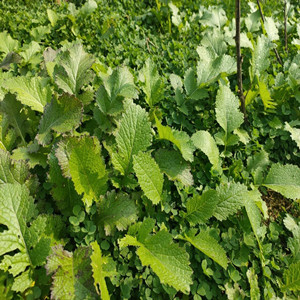 Seeds of Potherb Mustard