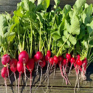 Seeds of Cherry Radish