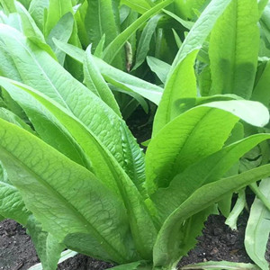 Seeds of Indian Lettuce