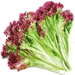 Seeds of Purple Lettuce
