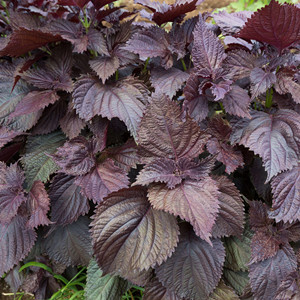Seeds of Perilla Leaf