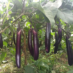 Seeds of Purple Eggplant