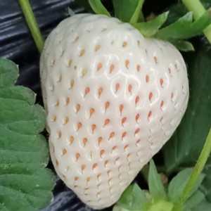 White Strawberry Seeds 