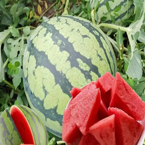 Seeds of Kirin watermelon