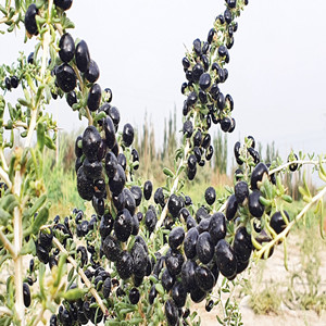 Seeds of Black Goji Berry