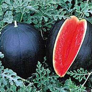 Seeds of Black Long Watermelon