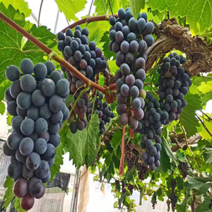 Seeds of Black Grape