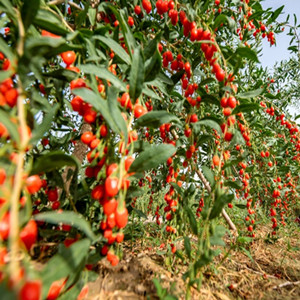 Seeds of Red Goji Berry