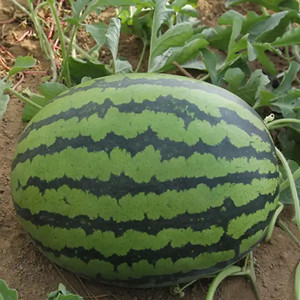 Seeds of Long Watermelon