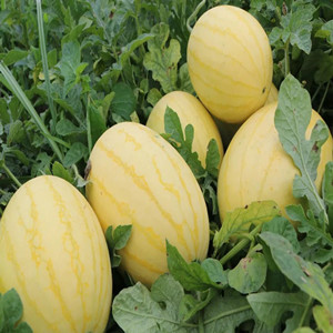 Seeds of Golden Watermelon