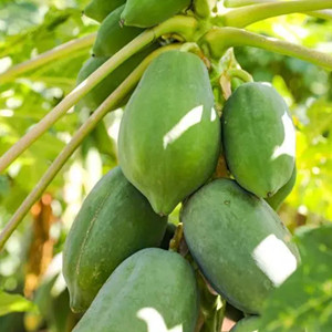 Papaya Seeds