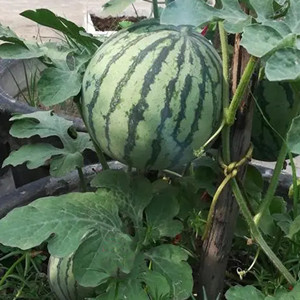 Seeds of potted watermelon