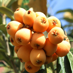 Loquat Seeds