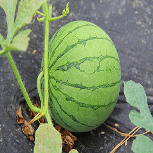 Seeds of small round watermelon 