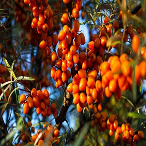 Seeds of Sea Buckthorn Berry