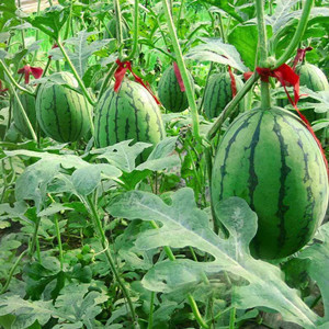 Seeds of small long watermelon