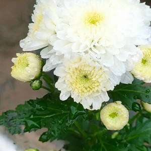 White Chrysanthemum Seeds